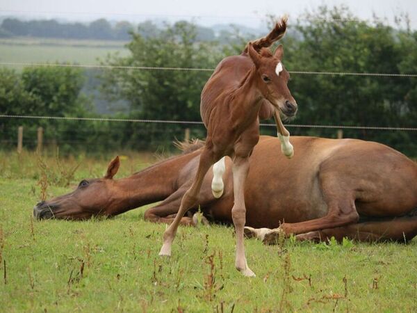 Clinique équine de Landivisiau