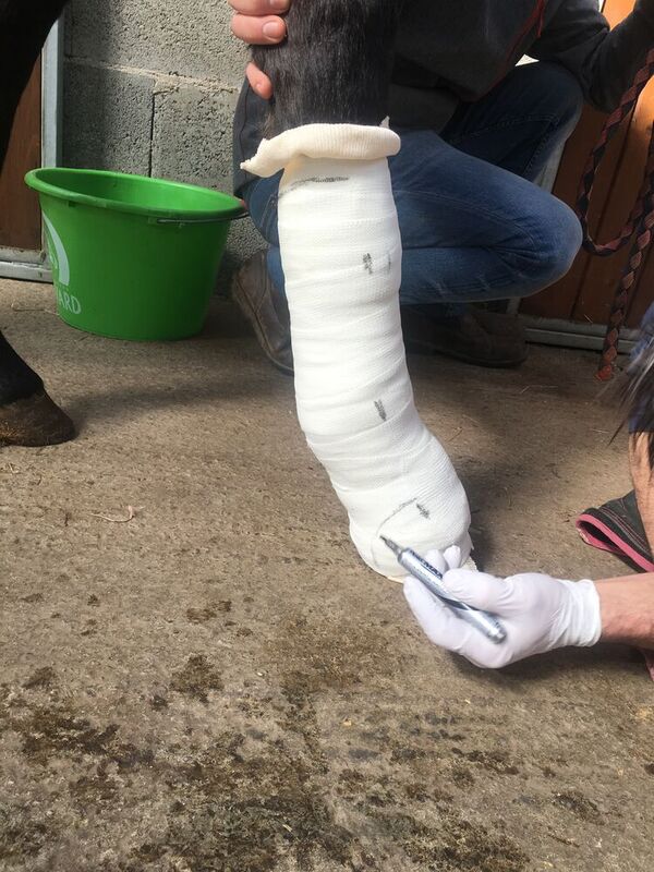 Clinique équine de Landivisiau