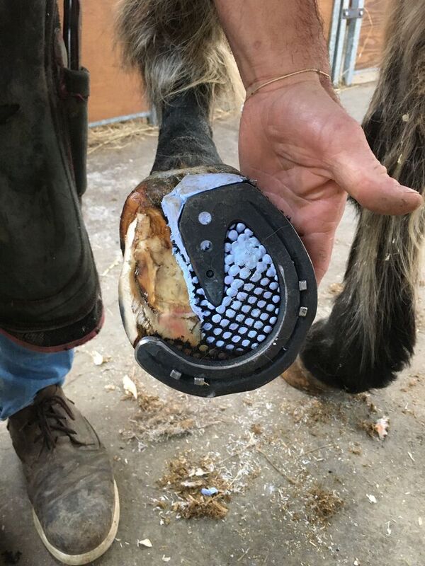 Clinique équine de Landivisiau