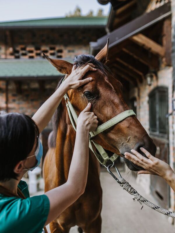 Clinique équine de Landivisiau