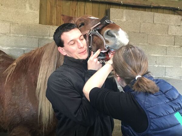 Clinique équine de Landivisiau