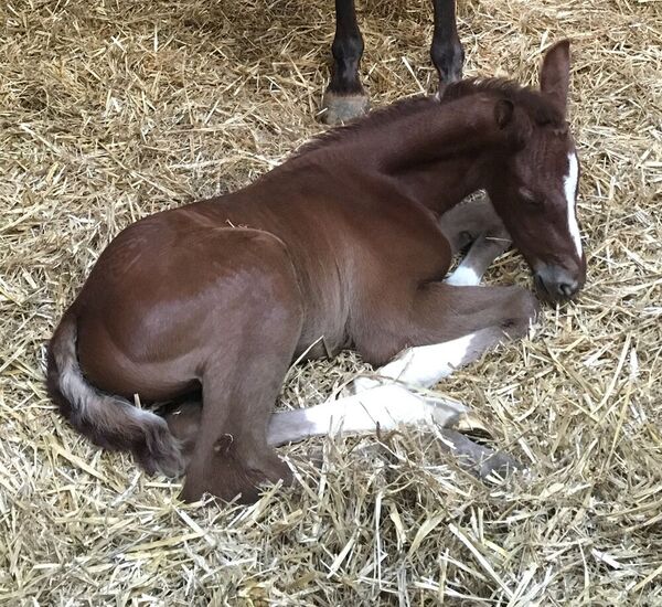 Clinique équine de Landivisiau