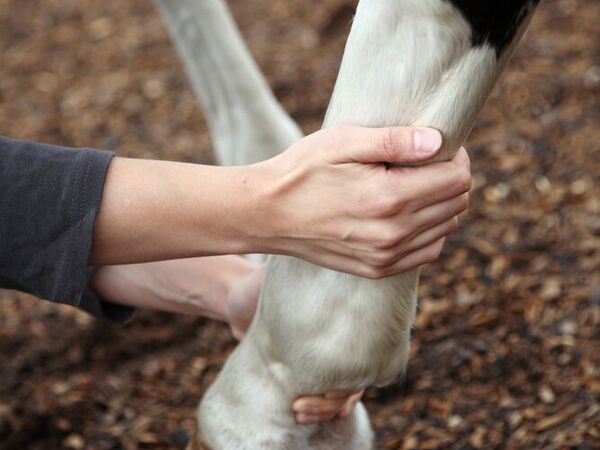 Clinique équine de Landivisiau