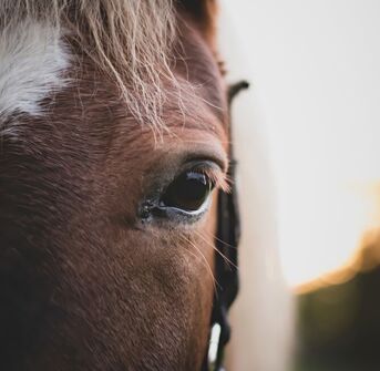 Nouveau site internet de la clinique